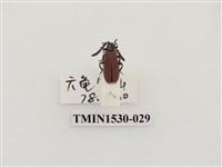 藏品(前角扣頭蟲科)的圖片